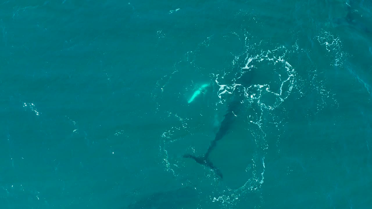 Overhead view at El Tule Los Cabos of a whale just under the turquoise surface, with a bright splash ring and no visible people.
