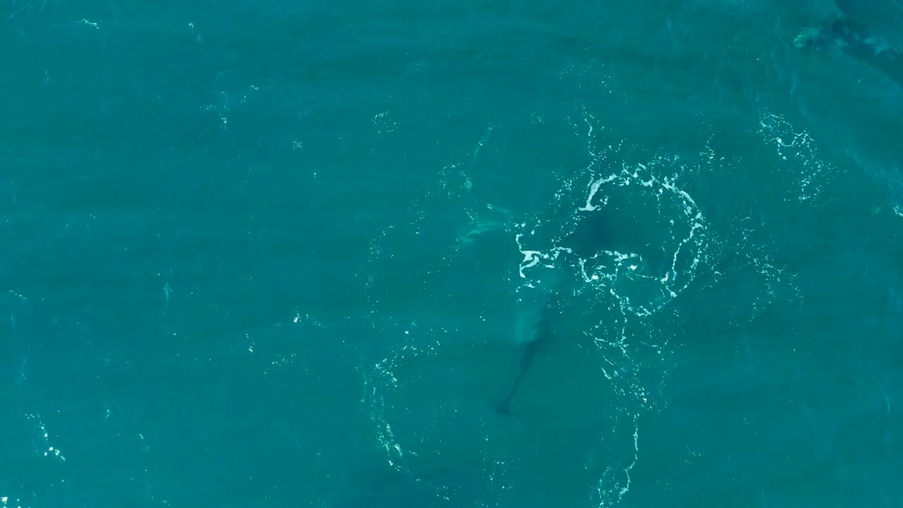 Whale body and tail shape beneath rippling turquoise water.