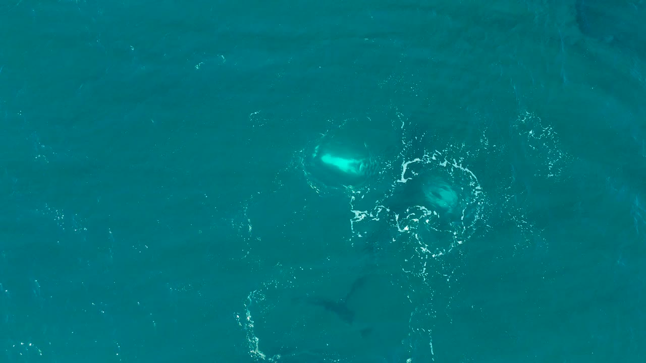 Overhead El Tule Los Cabos frame with the whale moving under blue-green water and a circular patch of foam marking its surfacing point, with no visible people.