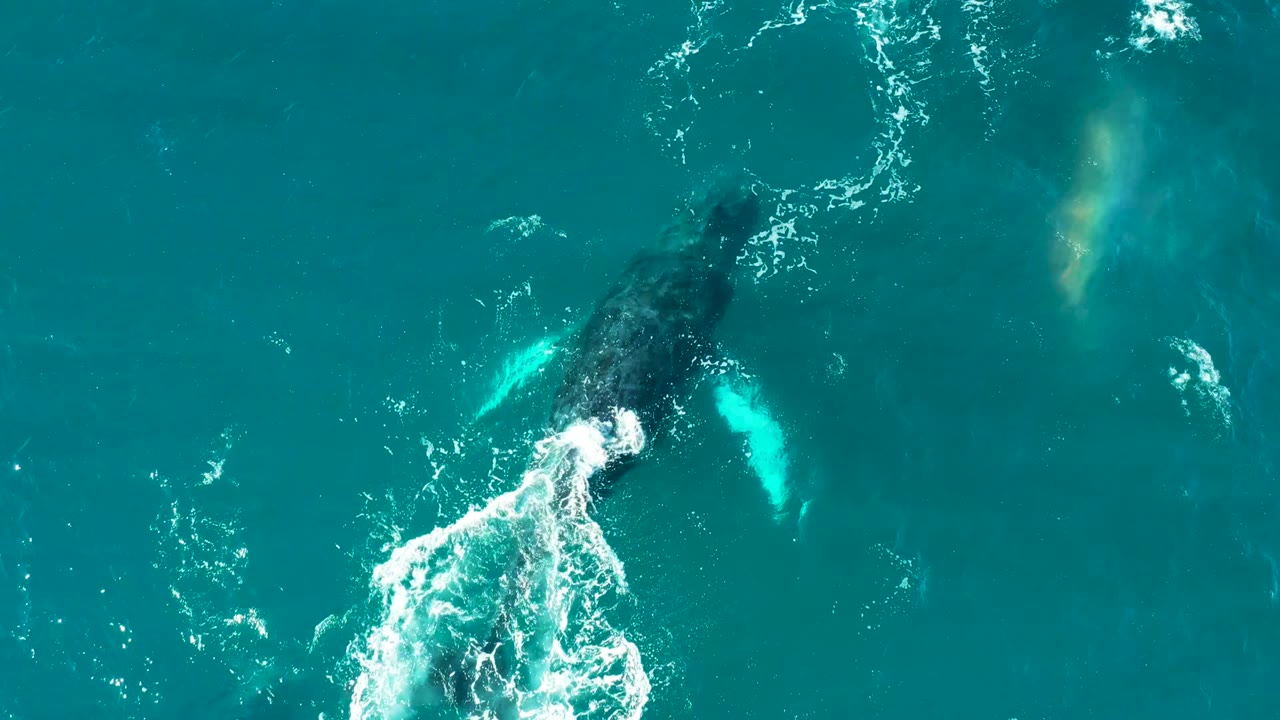 Overhead frame from El Tule Los Cabos showing a dark whale body and pale fin shapes below clear blue water, with fresh white foam at the surface and no visible people.