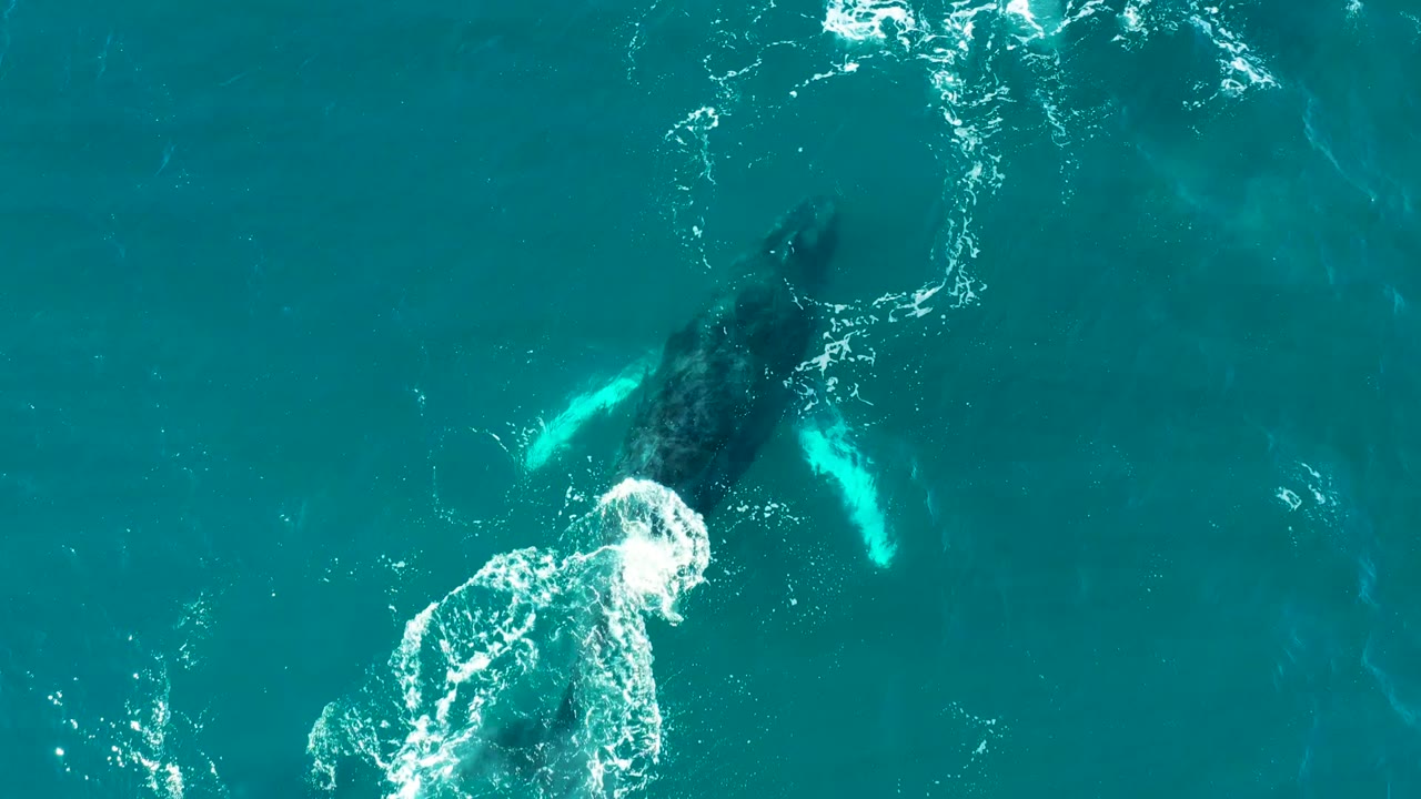 Whale under blue water beside a bright patch of foam.