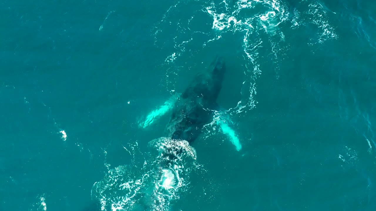 Overhead view at El Tule Los Cabos where the whale appears slightly farther right under blue water, with white foam and surface turbulence marking recent movement, and no visible people.