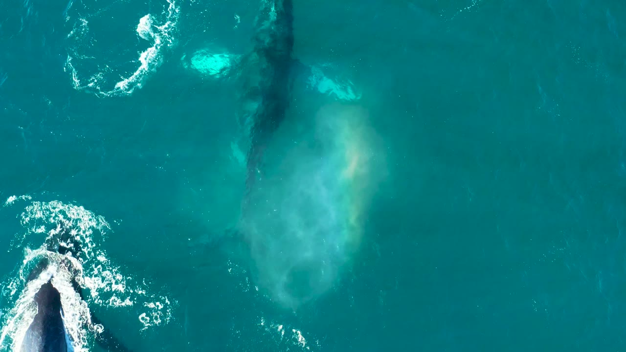 Overhead view at El Tule Los Cabos showing multiple humpback whales near the turquoise ocean surface with white-water rings and no visible people.