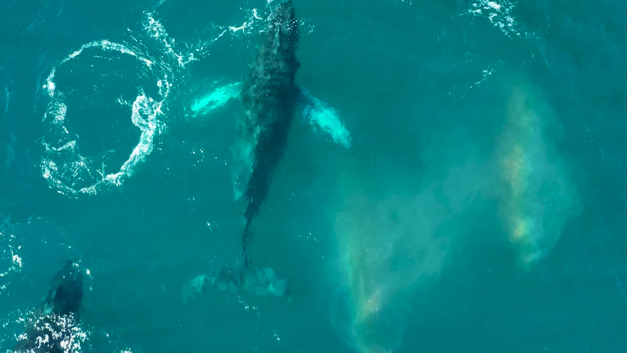 Humpback whale spout and circular wake seen from above.