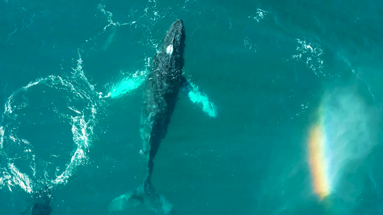 A top-down El Tule Los Cabos frame shows a humpback whale body and pale pectoral fins under turquoise water with a nearby swirl of white foam and no visible people.