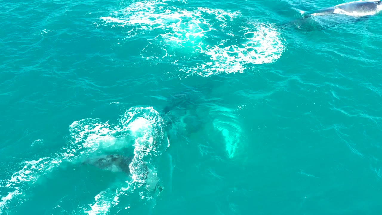 Overhead view at El Tule Los Cabos showing turquoise water, white foam patches, and submerged marine animals near the surface with no visible people.