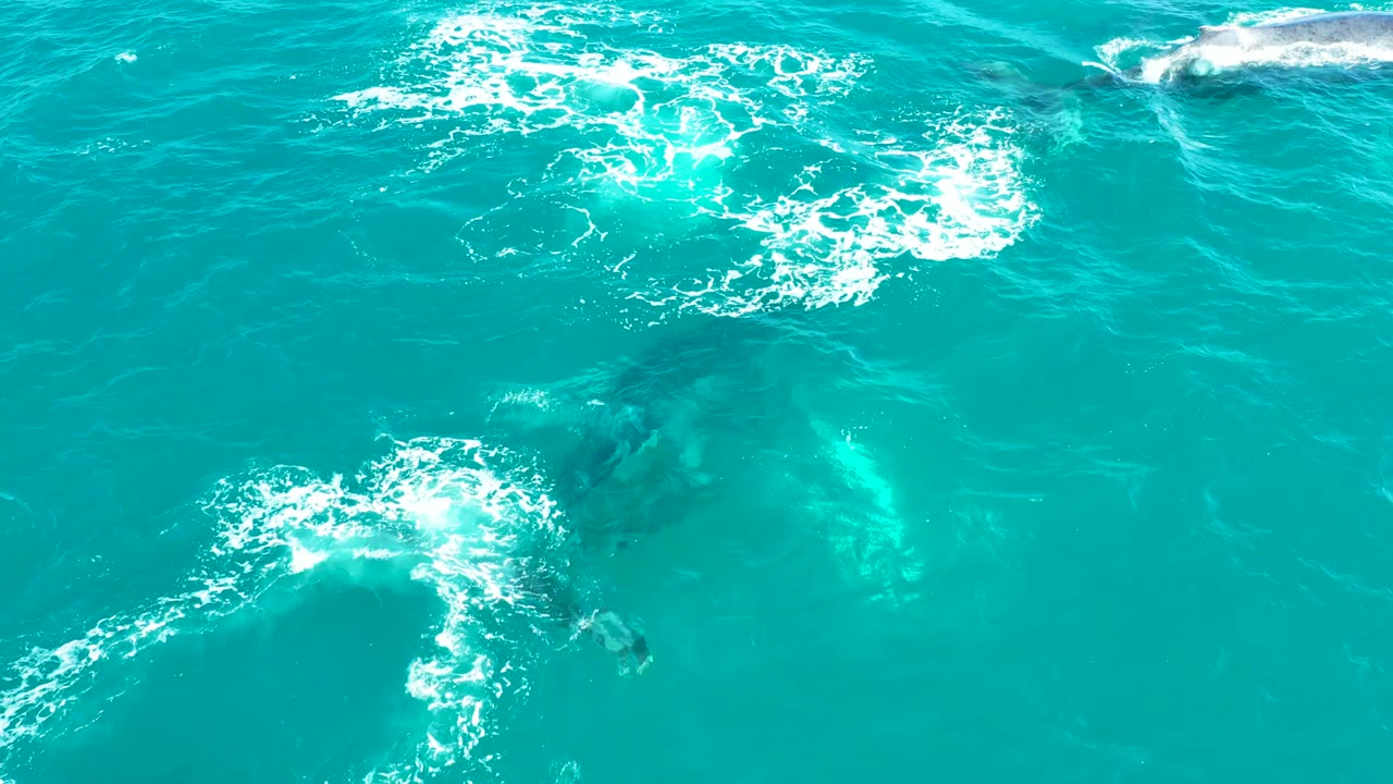Marine animal below turquoise water beside a bright white splash ring.