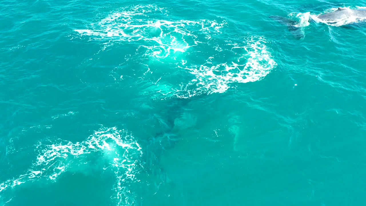 Overhead El Tule Los Cabos frame with scattered white foam, dark underwater shapes, and pale submerged animal forms in clear turquoise water, with no visible people.