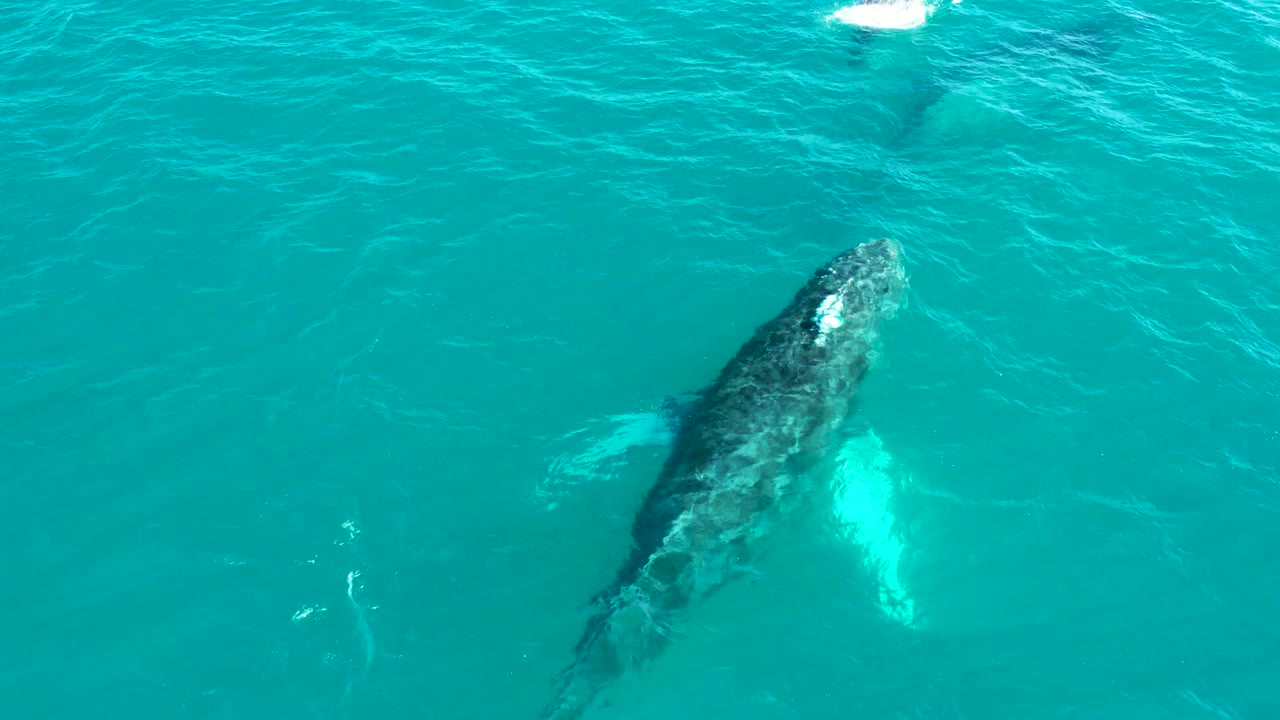 Overhead frame from El Tule Los Cabos showing a humpback whale just below the turquoise ocean surface with pale flippers visible and no visible people.