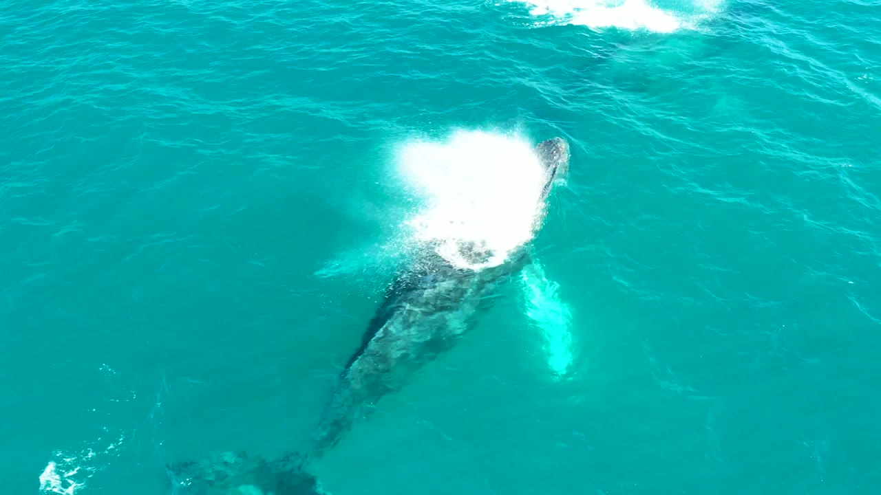 Humpback whale spouting white spray in turquoise ocean