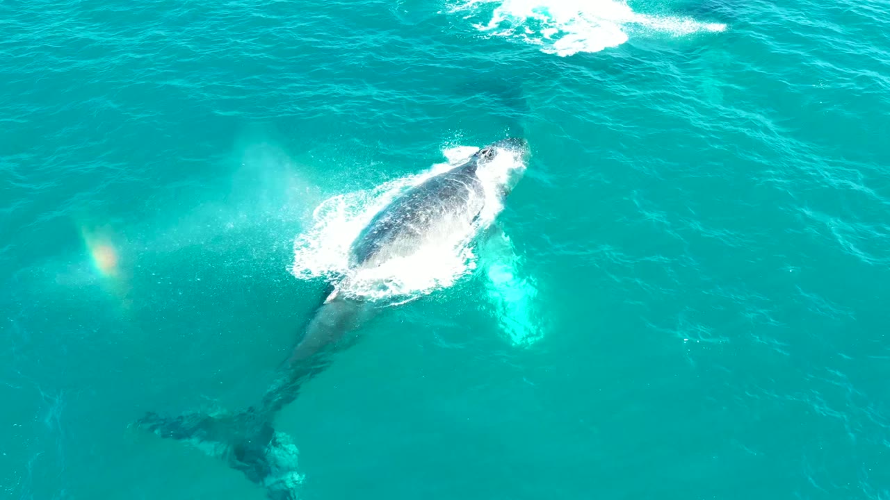 Overhead frame from El Tule Los Cabos showing the whale angled through clear blue-green water with foam around the head and a faint spray mist nearby, with no visible people.