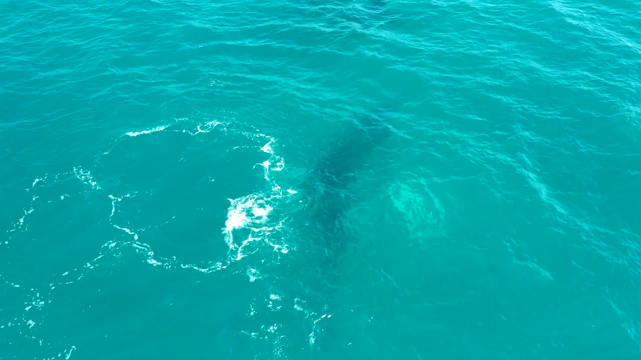 Overhead view at El Tule Los Cabos of a whale shape under turquoise ocean water, with white bubbles near the surface and no visible people.