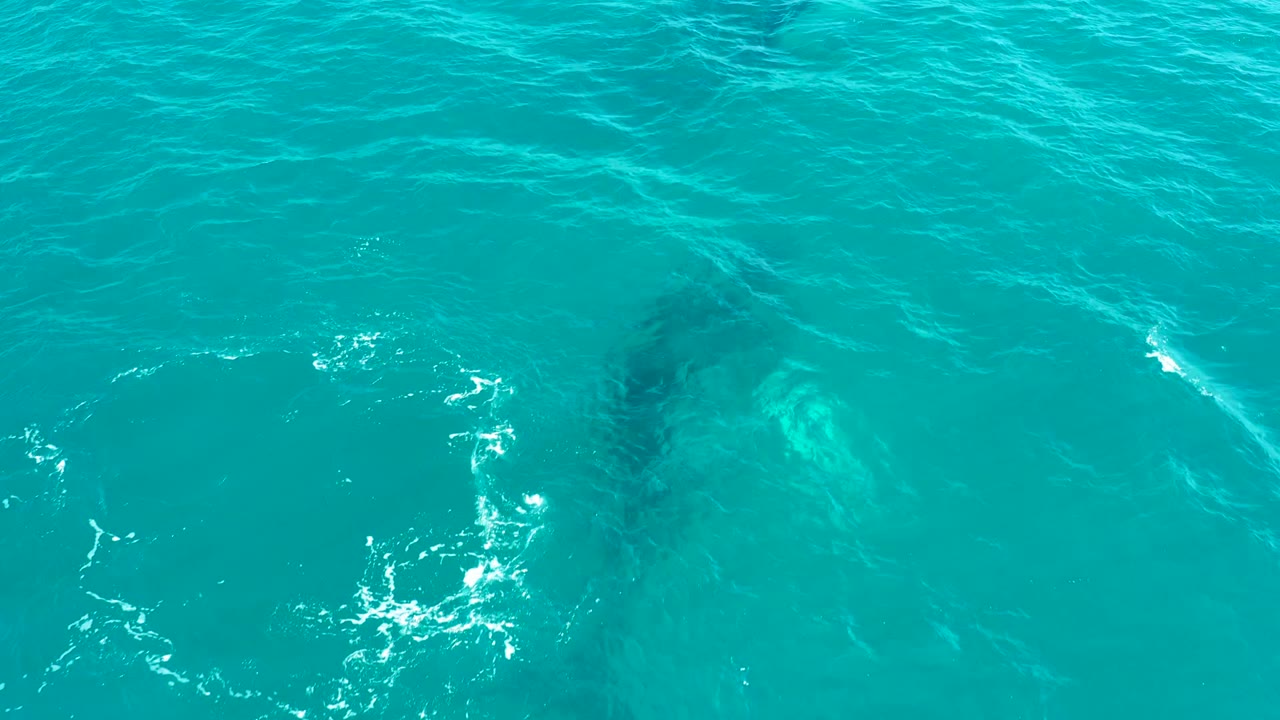 Submerged whale form in clear turquoise water with surface ripples.