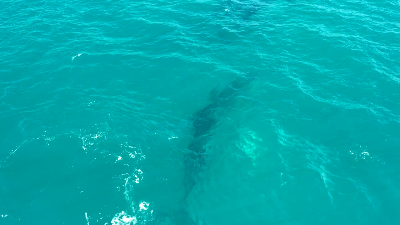 The whale remains below the blue-green surface at El Tule Los Cabos, with its darker back softened by water texture and no visible people.