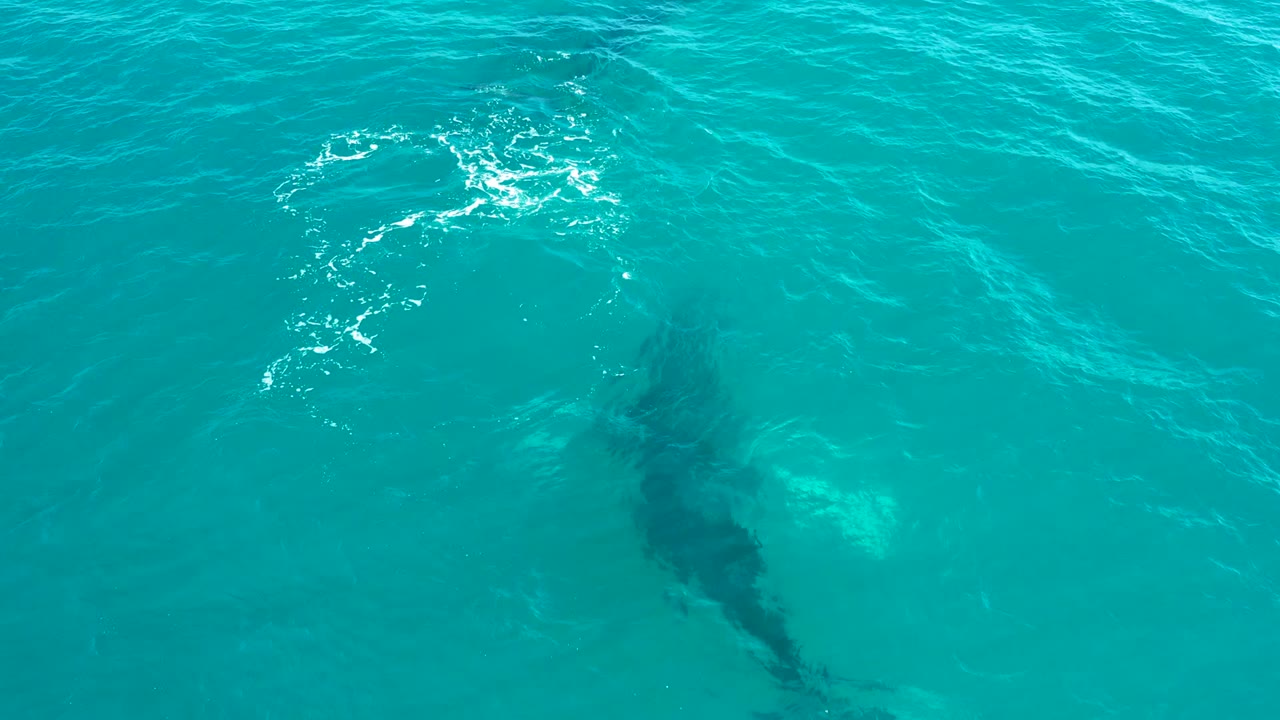 Overhead frame from El Tule Los Cabos showing a humpback whale's dark submerged shape under turquoise water, with a small white foam patch above it and no visible people.
