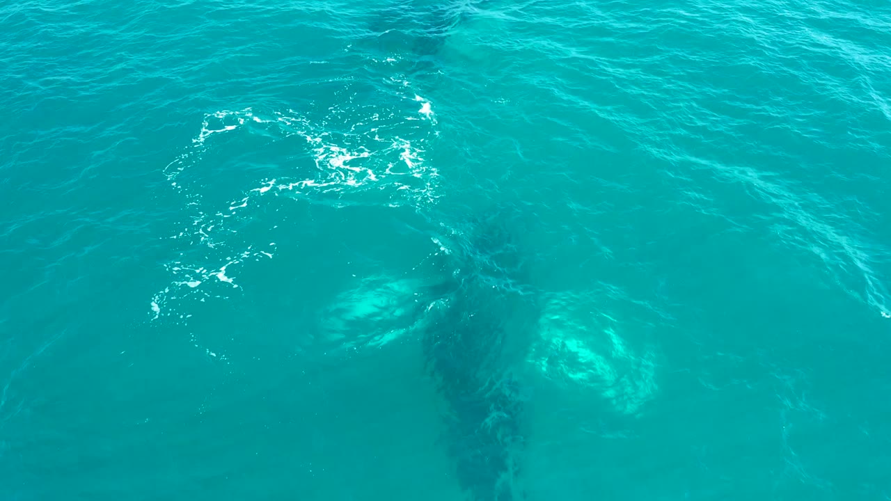 Submerged humpback whale beneath bright turquoise water and small splashes.