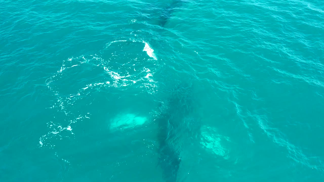 Overhead frame from El Tule Los Cabos with the humpback whale partly visible below turquoise water, a brighter foam arc near the top left, and no visible people.