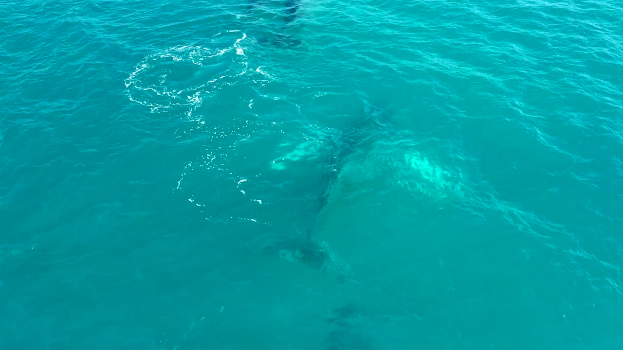 Overhead view at El Tule Los Cabos of a whale shape beneath turquoise ocean water, with light ripples and no visible people.