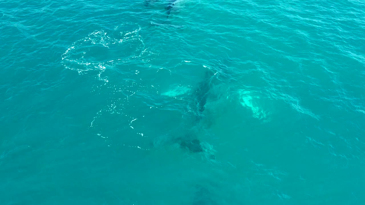Submerged whale beneath clear turquoise surface