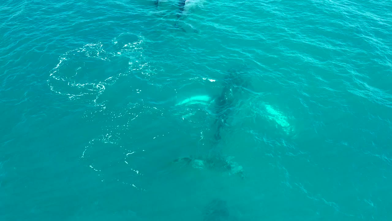 The whale is seen under bright blue-green ocean water near thin white foam traces, with no boats, shoreline, or visible people.
