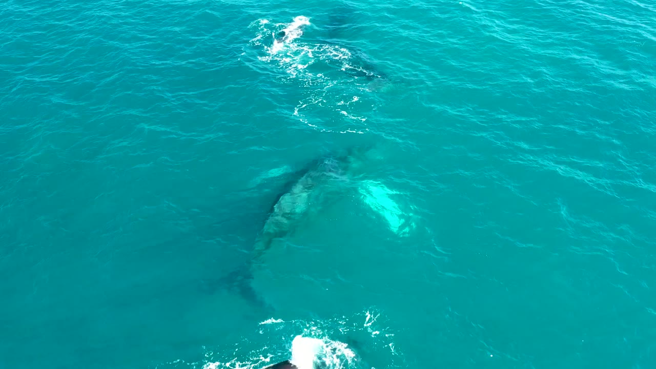 Whale swimming just below clear turquoise water at El Tule Los Cabos, with a pale body patch and small surface foam visible, no visible people.