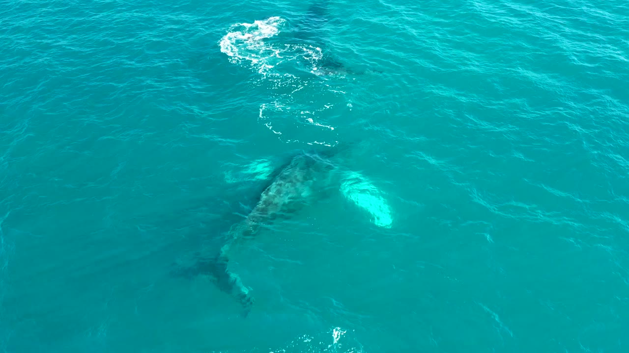 Submerged whale in blue-green water at El Tule Los Cabos, with a bright pale area on its body and bubbles gathered above, no visible people.
