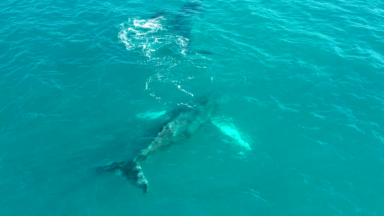 Whale below turquoise ocean water at El Tule Los Cabos, with darker tail area trailing left and broken white foam near the top of frame, no visible people.
