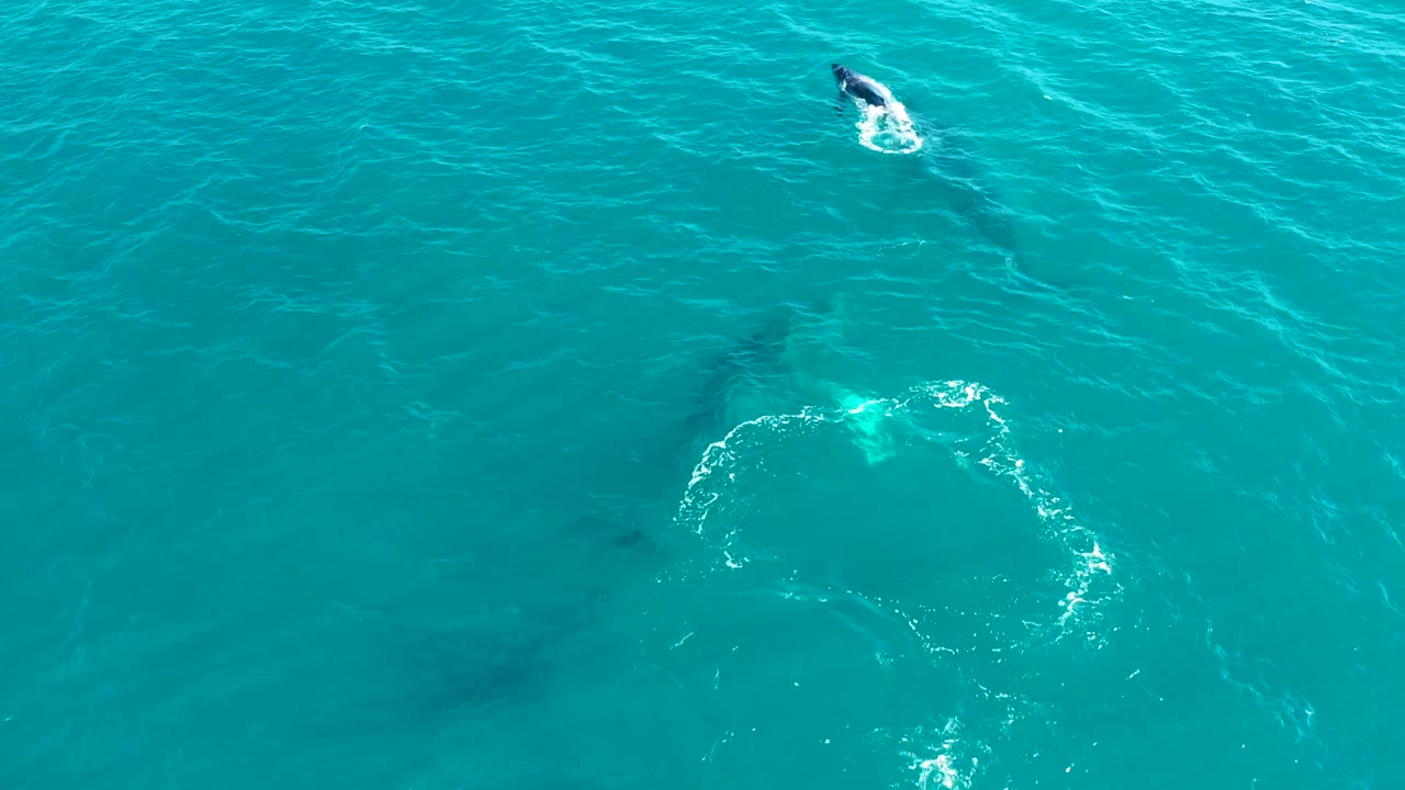 Overhead view of whales beneath turquoise ocean water at El Tule Los Cabos, with a white bubble ring forming near the lower left and no visible people.