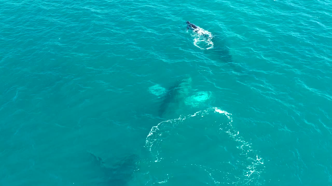 Whales swimming under turquoise water with surface foam.