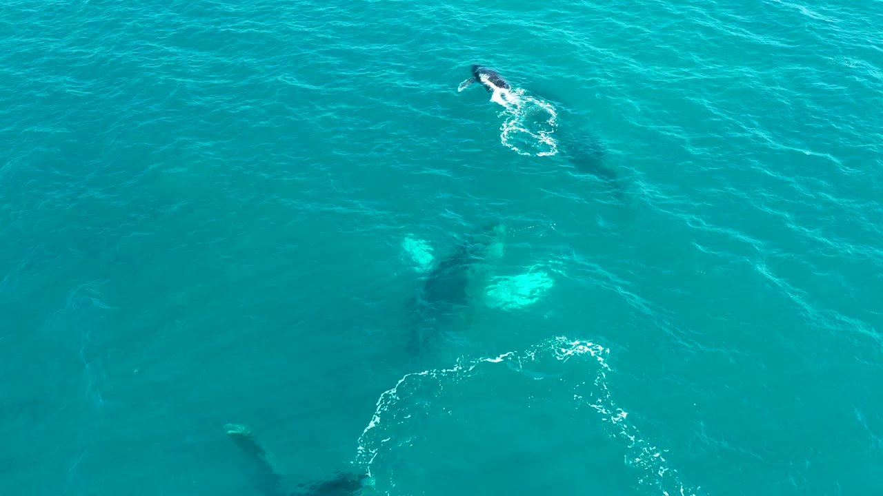 Overhead view of whales in clear turquoise water at El Tule Los Cabos, with a bright circular bubble pattern on the right and no visible people.