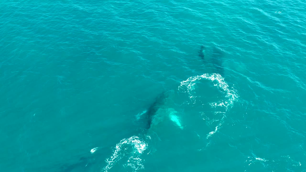Overhead view at El Tule Los Cabos of dark whale shapes under turquoise water with two bubble rings and no visible people.