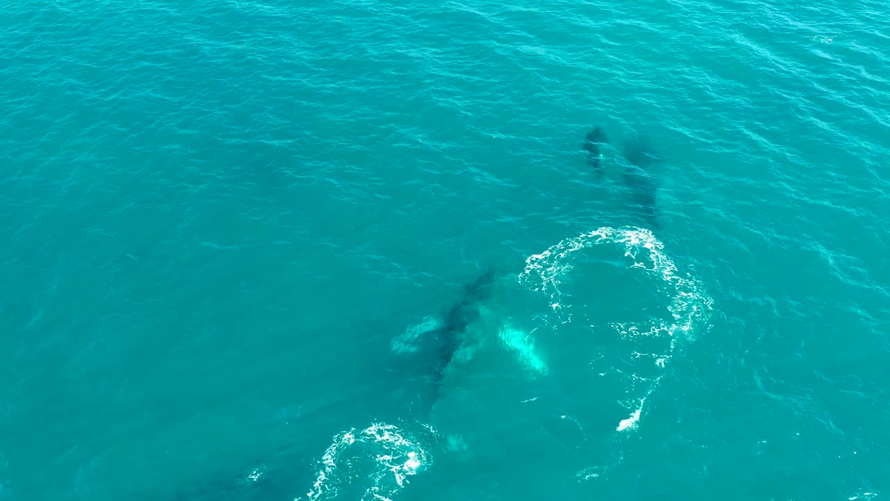 Submerged whales and white bubbles in clear turquoise water.