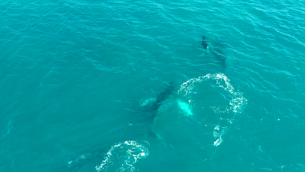 Overhead El Tule Los Cabos frame with several dark whale silhouettes under blue-green water, a broken foam circle at right, and no visible people.