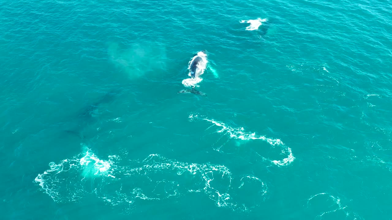 Aerial view at El Tule Los Cabos showing several humpback whales below turquoise water with white surfacing splashes and no visible people.