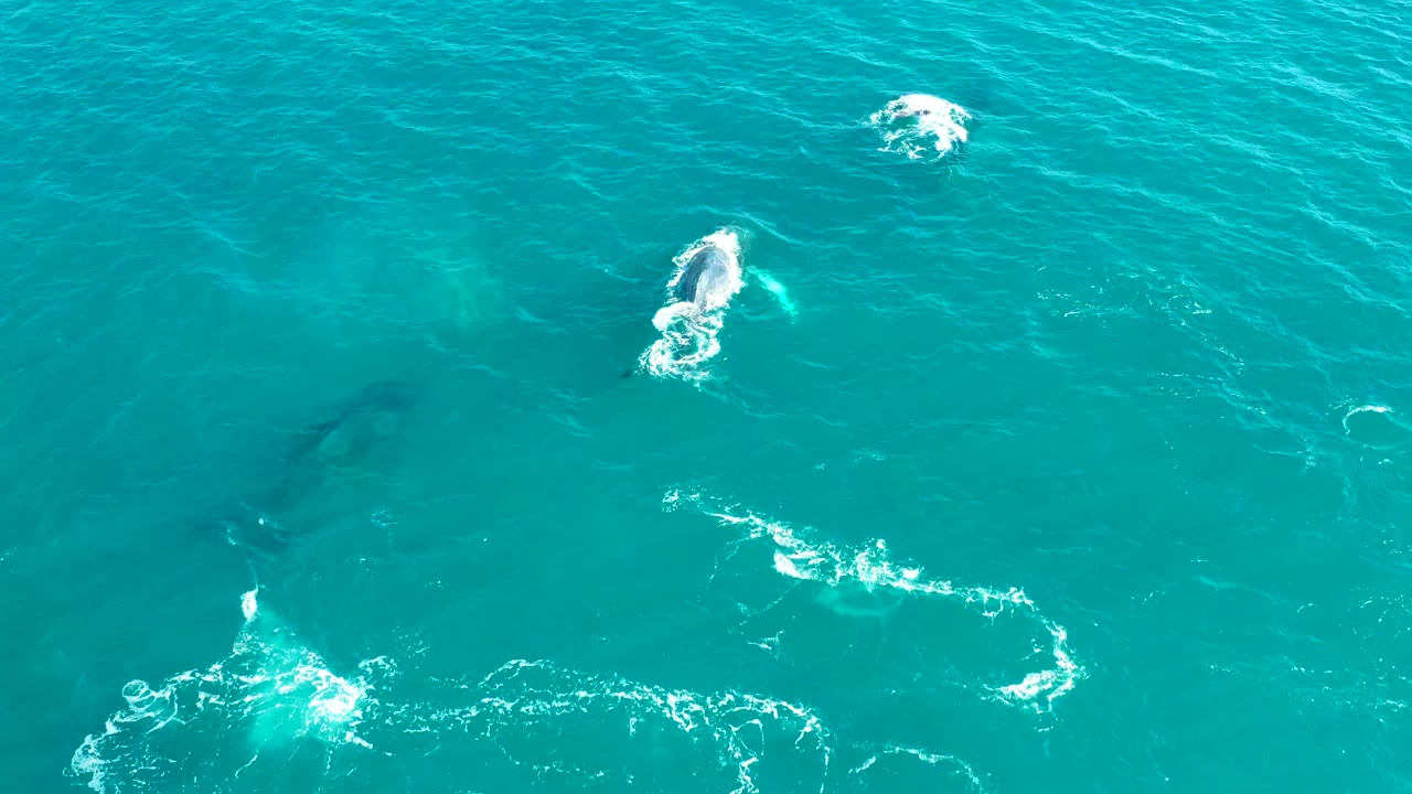 Whales visible below clear water with surfacing foam
