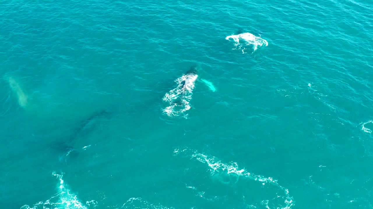 Top-down view at El Tule Los Cabos with several humpback surfacing points, dark whale silhouettes under the water, and no visible people.