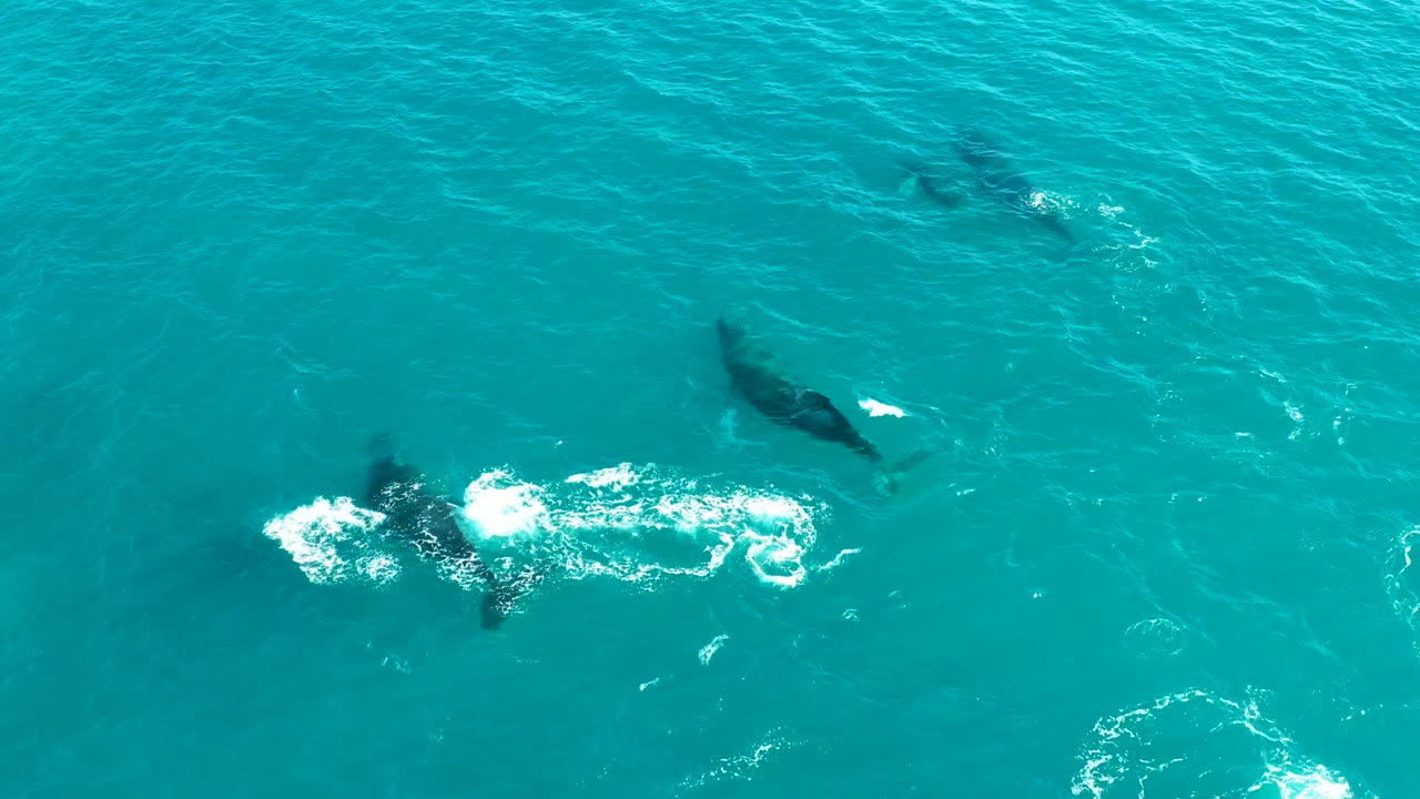 Overhead view of whales near the surface in turquoise water at El Tule Los Cabos, Mexico, with white foam bursts and no visible people.