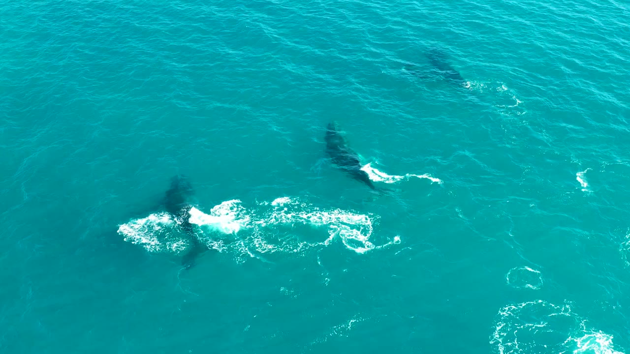Dark whale shapes below turquoise water with foam trails nearby.