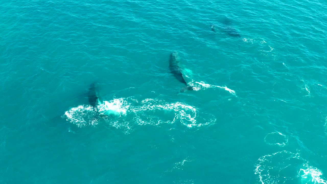 Aerial view of whales in turquoise ocean at El Tule Los Cabos, Mexico, with a bright splash cluster, bubble marks, and no visible people.
