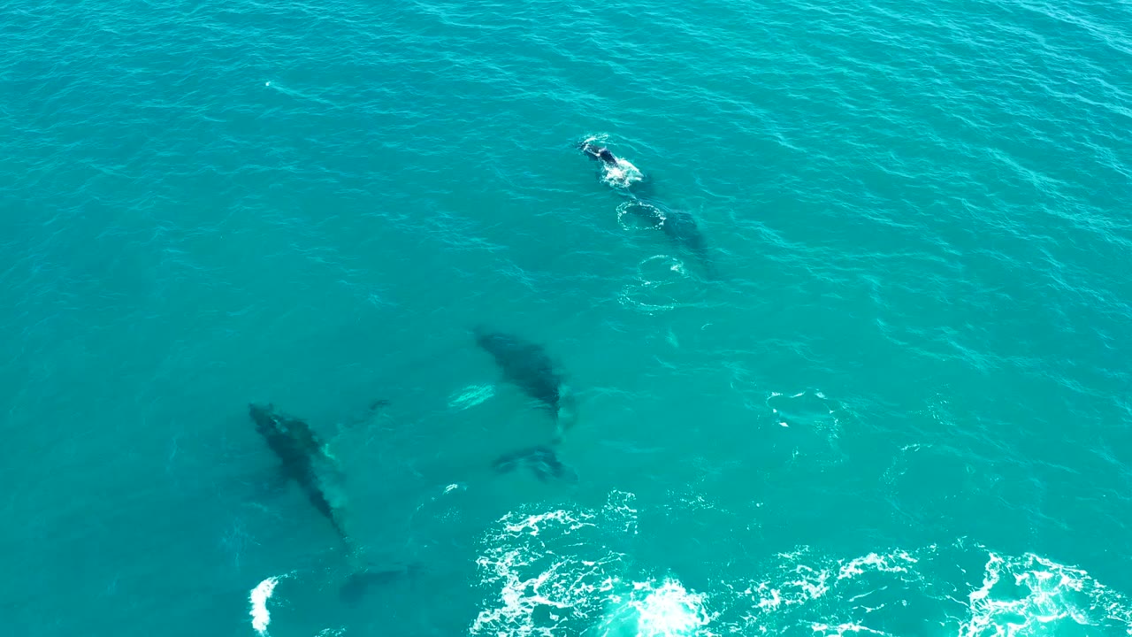 Overhead view of humpback whales surfacing in turquoise water at El Tule Los Cabos, with white foam near the lower edge and no visible people.