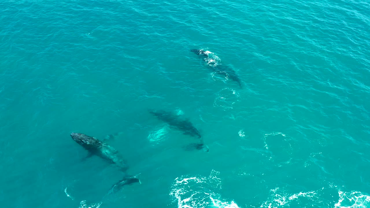 Several humpback whales spread across turquoise water with foam near the bottom.