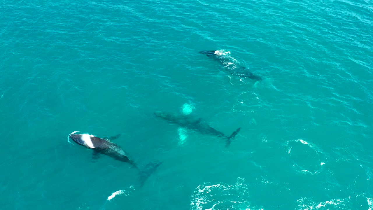 Overhead El Tule Los Cabos frame with humpback whales moving through blue-green water, including a bright white splash near a surfacing whale and no visible people.