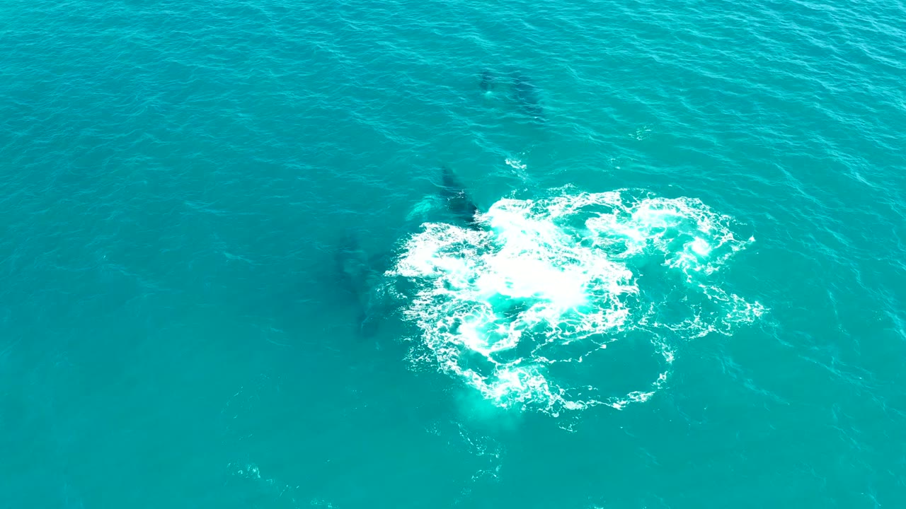 Overhead view at El Tule Los Cabos shows dark whale shapes under turquoise water beside a bright white splash ring, with no visible people.