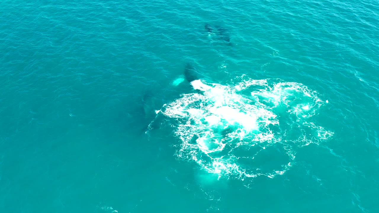 White ocean turbulence spreads over dark whale shapes.