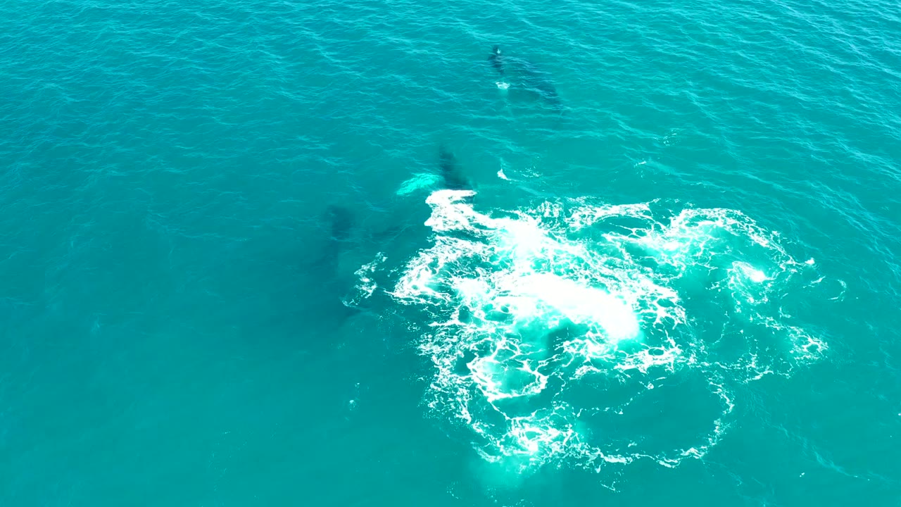 At El Tule Los Cabos, a large white splash patch sits over clear turquoise ocean with several faint whale shadows nearby and no visible people.