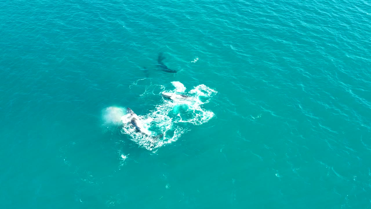 Overhead view at El Tule Los Cabos showing whales surfacing in turquoise water with white foam spreading around them and no visible people.