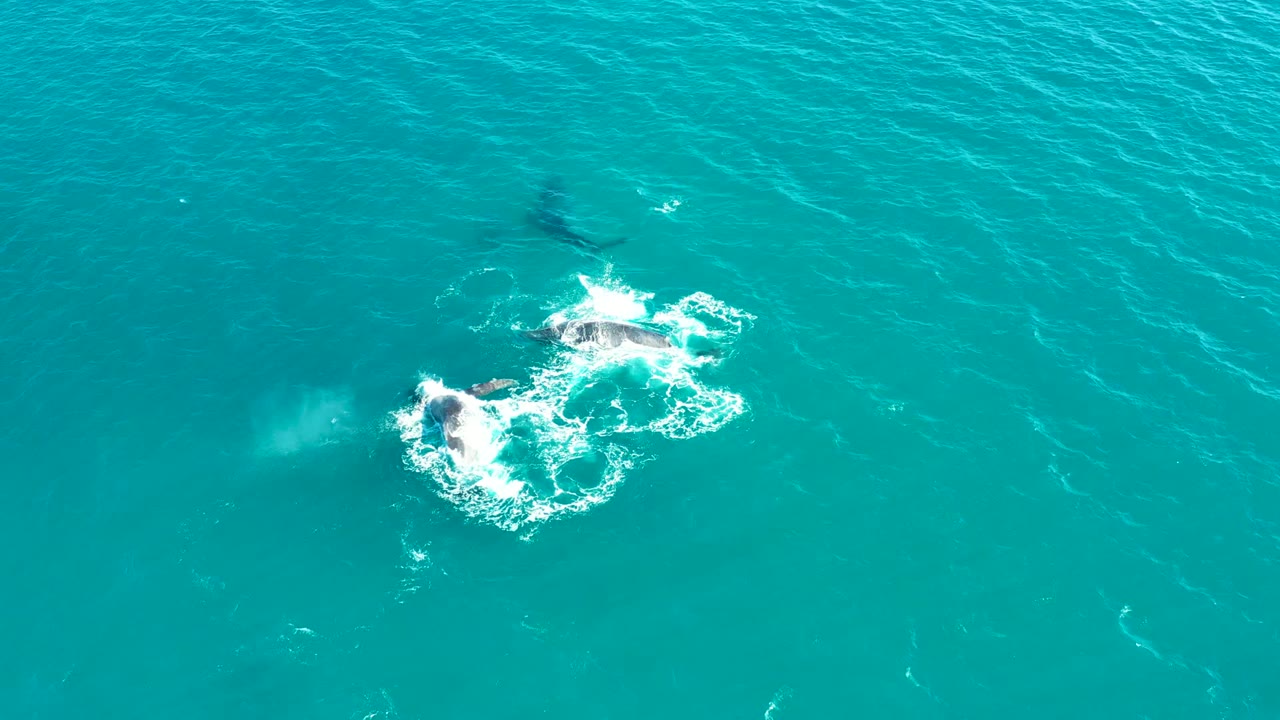 Whales create white foam in clear blue-green water.