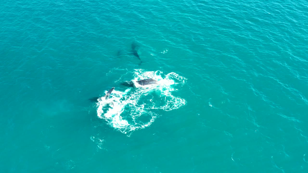Overhead El Tule Los Cabos view where whale movement forms a bright white foam ring in turquoise water, with faint dark whale shapes nearby and no visible people.