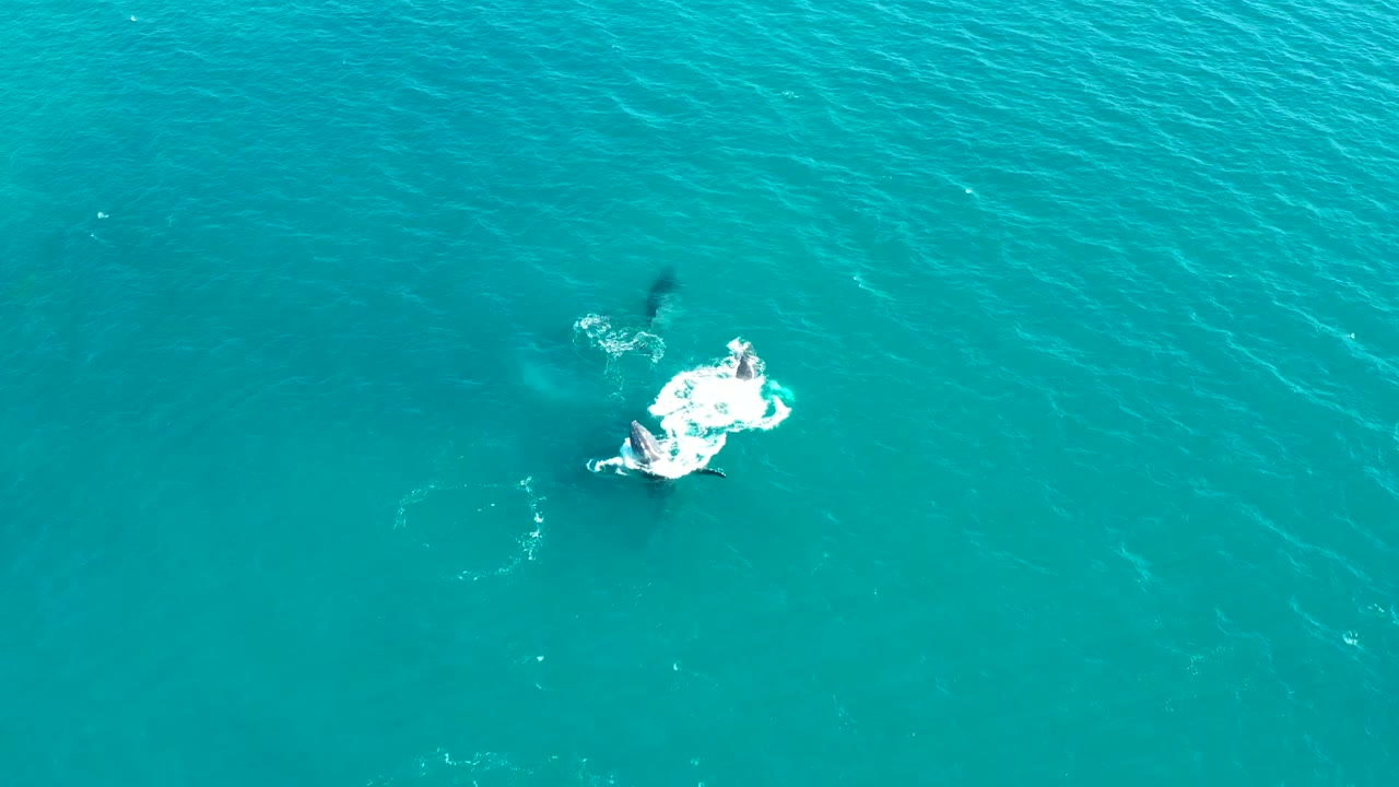Aerial frame from El Tule Los Cabos shows a dark whale shape near a bright white splash in turquoise ocean water, with no visible people.