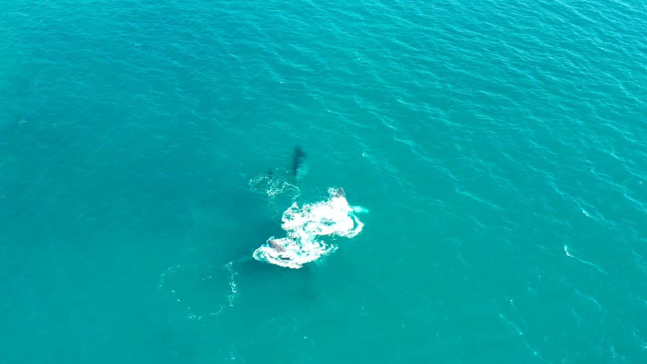 Whale disturbance and white foam in open turquoise sea.